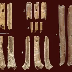 Fragmenty starożytnych instrumentów dętych wykonanych z kości.