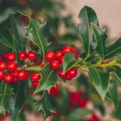 Gałązka ostrokrzewu z czerwonymi owocami, idealna na "holly jolly" tłumaczenie.