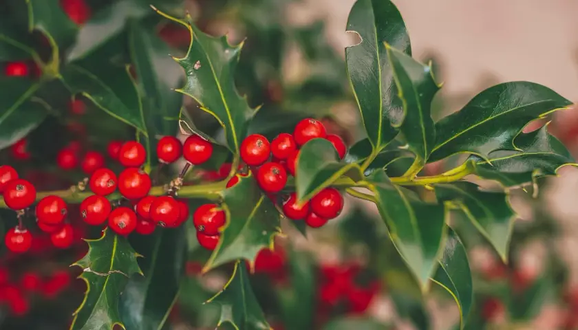 Gałązka ostrokrzewu z czerwonymi owocami, idealna na "holly jolly" tłumaczenie.