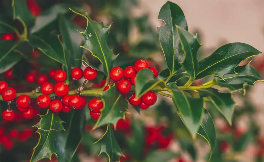 A Holly Jolly Christmas - Co to znaczy? To nie tylko ostrokrzew