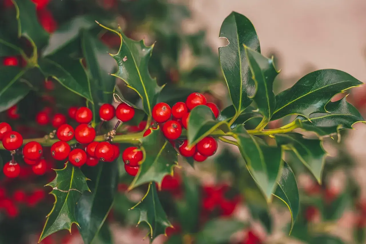 Gałązka ostrokrzewu z czerwonymi owocami, idealna na "holly jolly" tłumaczenie.